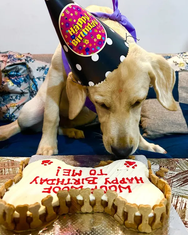 Here is a happy Labrador celebrating a half-birthday with a classic bone-shaped cake. I can personalize the message to make any occasion feel special.