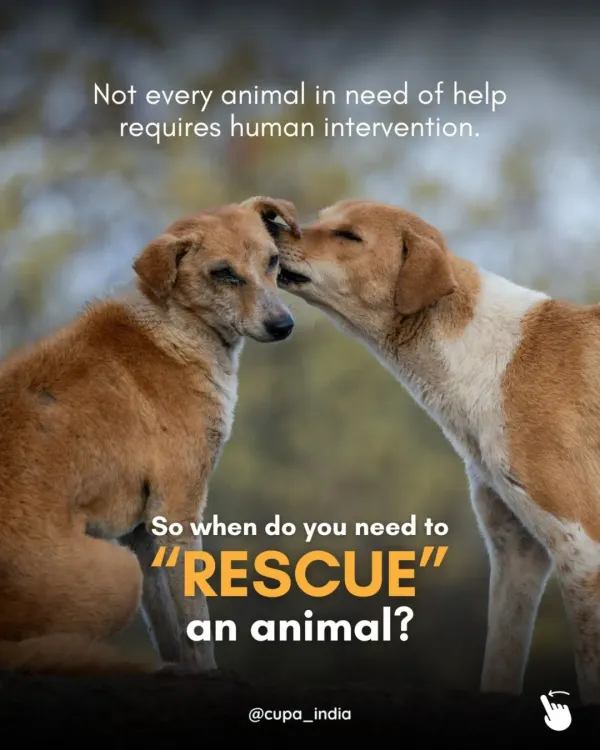 When do you need to "rescue" an animal? Not every animal needs human intervention. It is important to know the difference between an animal in distress and one that is thriving in its community.