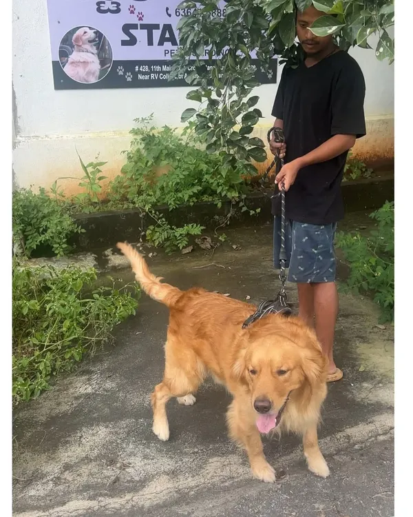 Time for a walk! This Golden Retriever is excited to head out for his daily dose of exercise and fresh air.