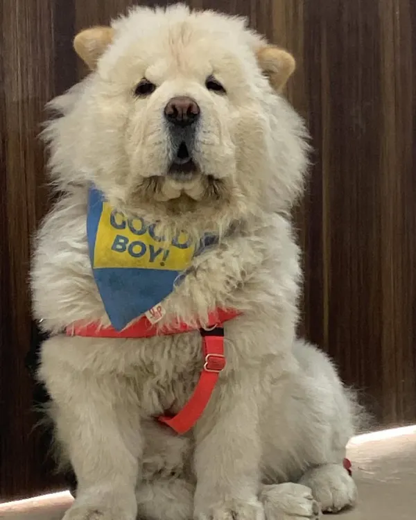 Meet Nonu the Chow Chow, looking like a fluffy cloud after his grooming session. We gave him a gentle blow-dry and brush-out to make his thick coat perfect, and he’s rocking his "Good Boy" bandana.