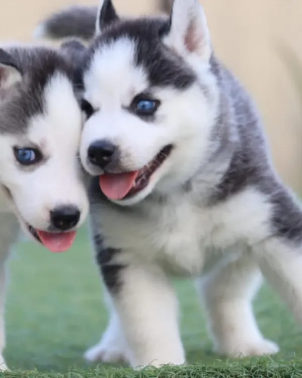 Meet our stunning Siberian Husky puppies, known for their striking blue eyes and beautiful coats. These pups are active, intelligent, and come from excellent bloodlines, making them wonderful and loyal companions.