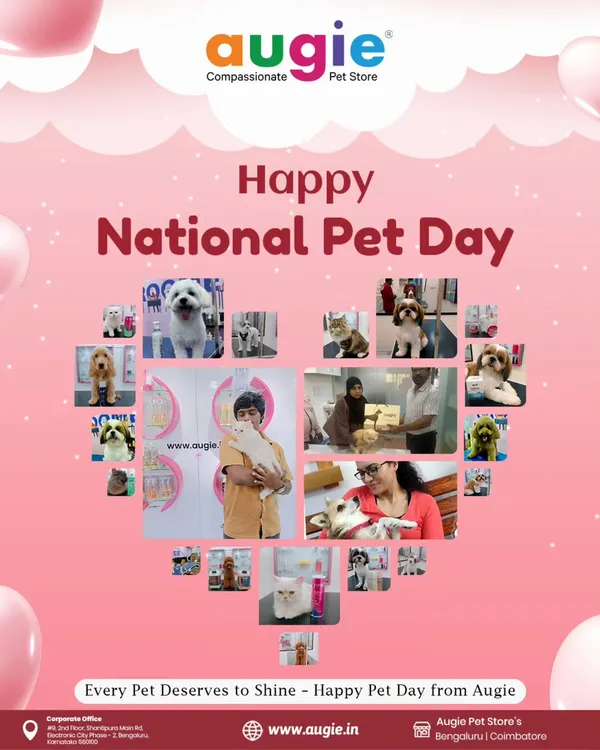 Happy National Pet Day from all of us at Augie! We believe every pet deserves to shine, and we're so grateful to be a part of your pet's journey. Thank you for all the wagging tails and purring cuddles.