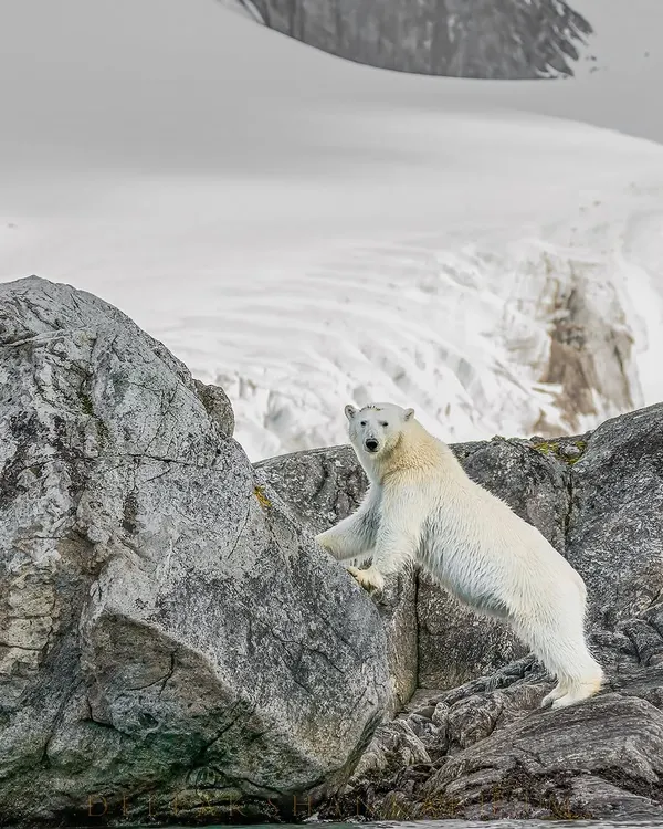 A childhood dream realized. Seeing this polar bear climbing the rocks against a backdrop of glaciers in Svalbard was a breathtaking spectacle. This is the raw, wild beauty of the high Arctic that I aim to share on my expeditions.