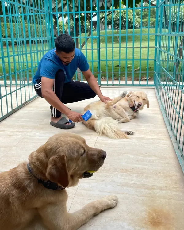 This is what a truly stress-free grooming session looks like. I am giving this Golden Retriever a gentle brush-down, and he is so relaxed he's just enjoying the belly rubs. My goal is always comfort first.