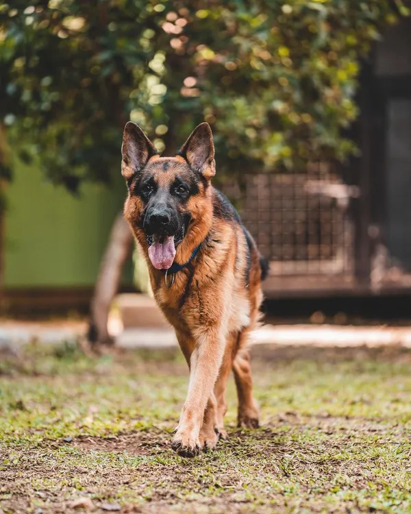 A handsome German Shepherd taking a stroll through the grounds. I have extensive experience with GSDs, focusing on channeling their intelligence and drive into positive behaviors.