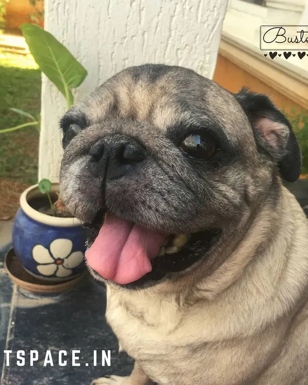 This is Buster, the pug who started it all. I created Petspace to be a fun, safe place for him, and that mission has extended to every dog that has walked through our doors over the last 10 years.