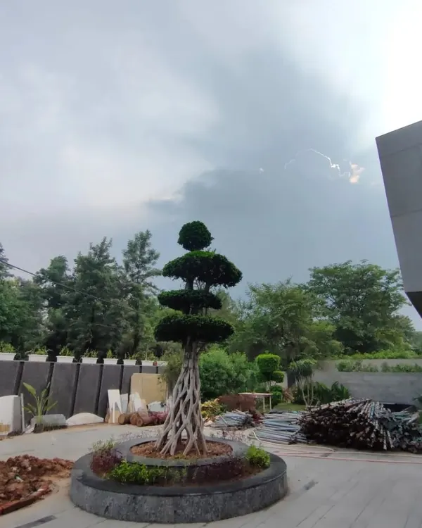A sculpted topiary tree serves as a living sculpture and a central focal point in this driveway. Even during construction, we focus on integrating key landscape elements that will define the home's character.