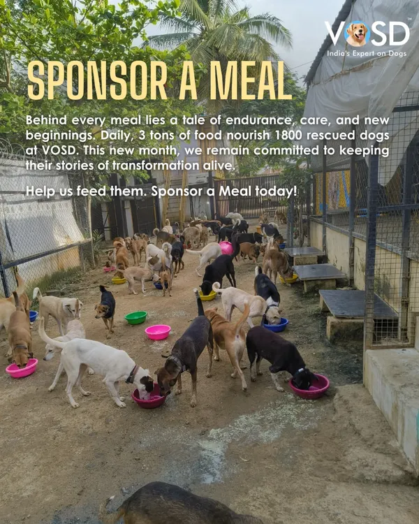 A sea of wagging tails at mealtime. This is the daily reality your support makes possible. Sponsoring a meal helps us keep 1,800 bowls full of hope and nourishment.