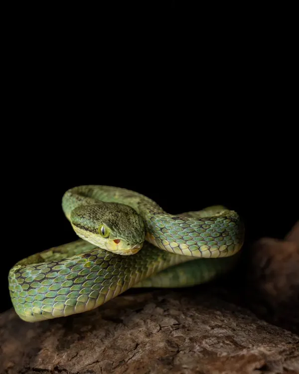A stunning Bamboo Pit Viper coiled on a branch, a perfect example of an ambush predator. The intricate patterns and piercing eyes make these venomous snakes a captivating subject.