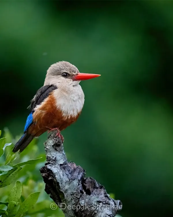 A jewel of the savanna. The vibrant colors of this Grey-headed Kingfisher were a beautiful splash of life against the lush green backdrop. It’s a perfect little moment of wild beauty.