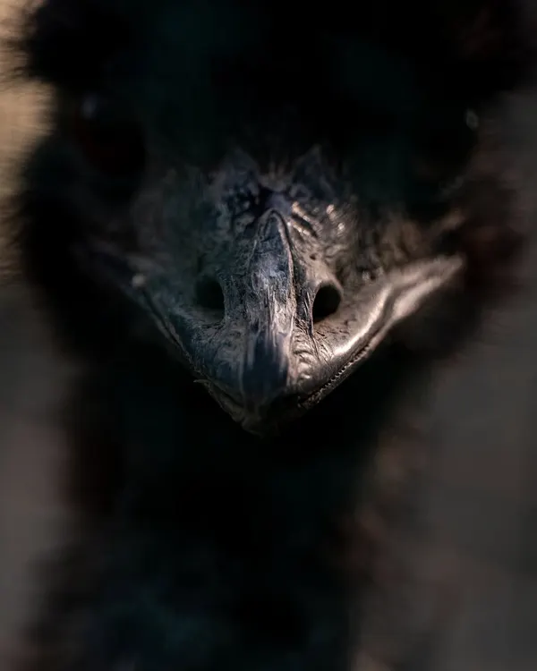 This is the kind of portrait I love to create. By using a dark, moody setting, I can bring out the incredible texture and intensity in an animal's face. This close-up of an emu isn't just a photo; it's a dramatic animal portrait that reveals a prehistoric soul.