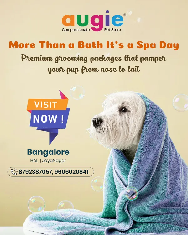 It's more than just a bath, it's a spa day! Our premium grooming packages are designed to pamper your pup from nose to tail. Visit us in Bangalore for a luxury experience your dog will love.