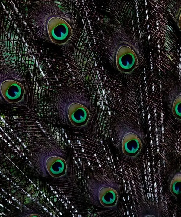 A close-up of an Indian Peafowl's train feathers. While it was displaying for a peahen, I had plenty of time to focus on the mesmerizing, repeating pattern of its eyespots, creating a rich and detailed abstract.