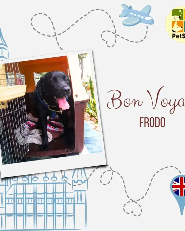 Bon Voyage, Frodo! Here he is, ready for his big trip to London. He traveled as accompanied baggage, and I made sure his crate was comfortable and secure for the long flight.