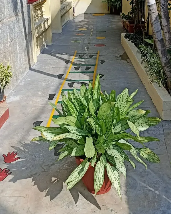 Our outdoor path with a painted hopscotch ladder. I believe in integrating play and movement into every part of our environment to keep children active and engaged.
