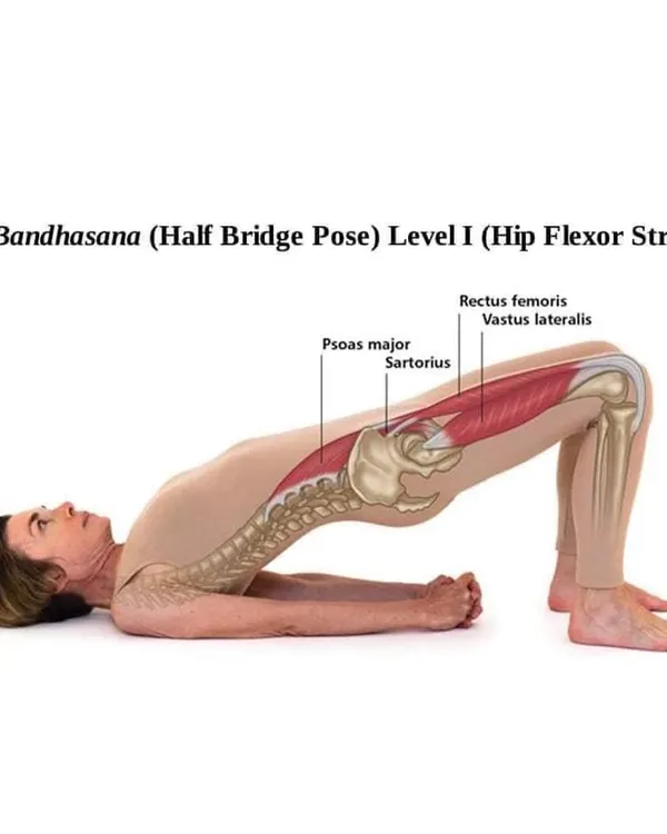 Understanding anatomy enhances your practice. This visual shows the muscles engaged in Setu Bandhasana (Bridge Pose), including the psoas major and rectus femoris, highlighting its function as a hip flexor stretch.