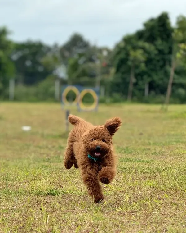 Pure joy in mid-air! This is what happens when dogs have the space to truly be themselves. Our 2-acre fenced park is a paradise for pups who love to run, jump, and play.
