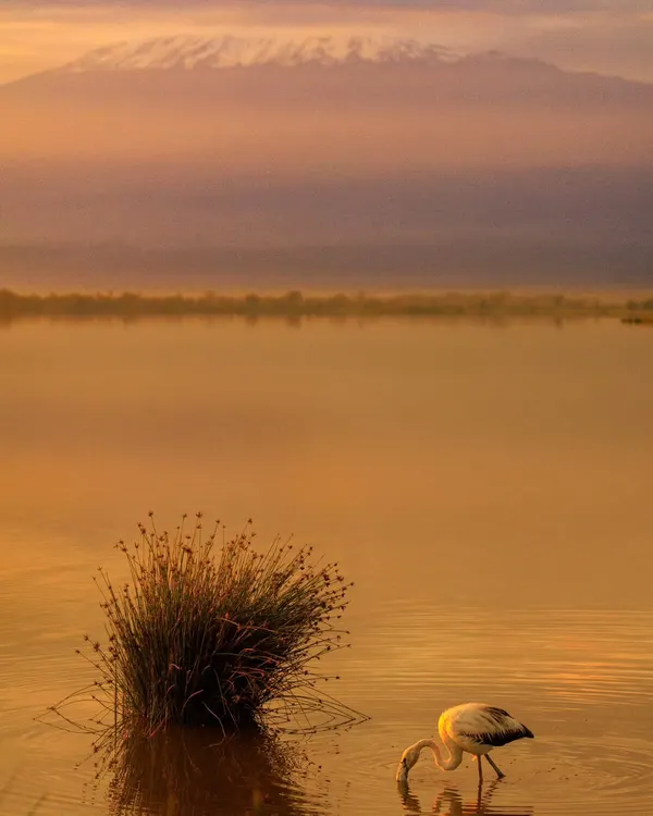 A lone Flamingo feeds in the golden morning light at Amboseli National Park, with the majestic Mount Kilimanjaro in the background. This is the kind of breathtaking scenery we witness on my international birding expeditions.