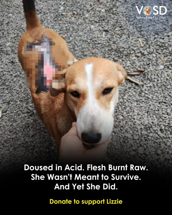 Lizzie was the victim of a horrific acid attack, with her flesh burnt raw. She wasn't meant to survive, but her will to live was stronger than the cruelty she faced. Now, she is on the long road to recovery with us.