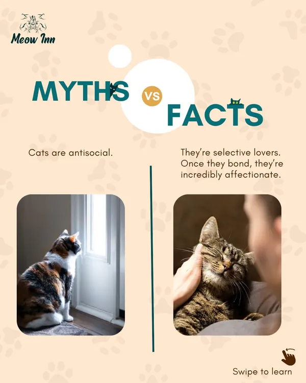 Let's bust some common cat myths. Cats aren't antisocial; they're selective. I share facts like these to help owners better understand their companions.