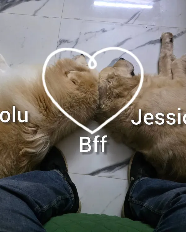 Golu and Jessica, best friends with a 10 year age gap. They love to sleep like this near my feet. This is the comfort of a real home.