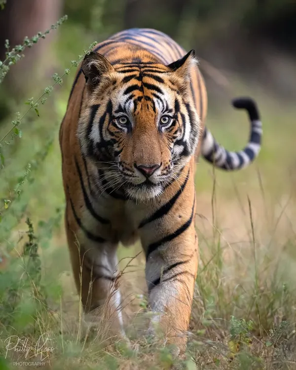 A large male tiger confidently patrols his territory in Bandhavgarh Tiger Reserve. This classic portrait showcases the sheer presence and power of these apex predators.