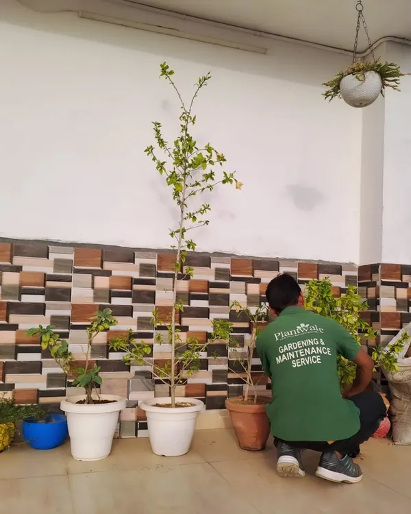 Our professional gardener, part of our maintenance service team, tends to newly potted plants, ensuring they are properly set up for healthy growth.