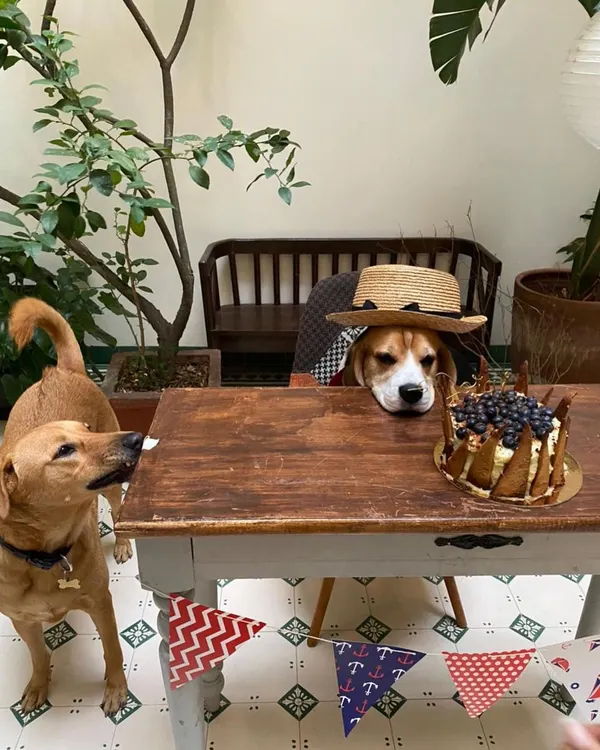 Nothing makes me happier than seeing a pup ready to celebrate their big day. This handsome beagle is patiently waiting for his custom blueberry birthday cake.