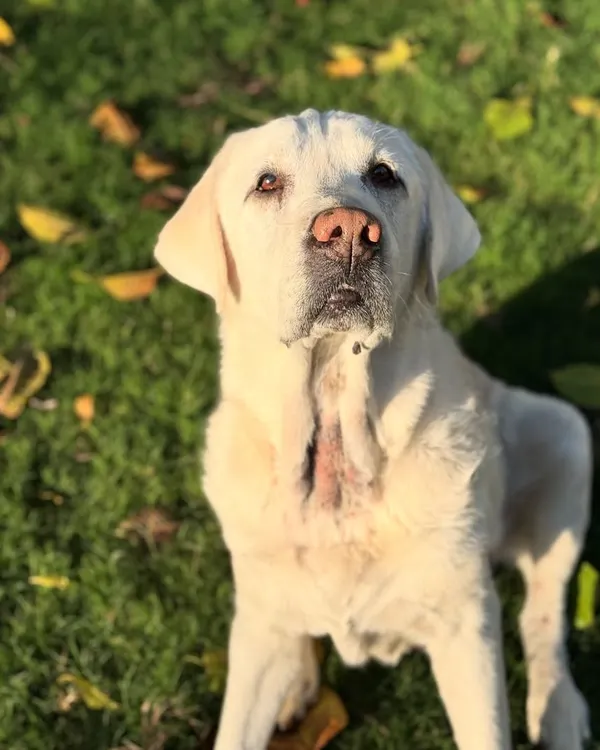 "In the golden glow of senior dogs, love shines the brightest." This is Stark, an 11-year-old Labrador who stayed with us. Taking care of seniors is a responsibility we cherish.