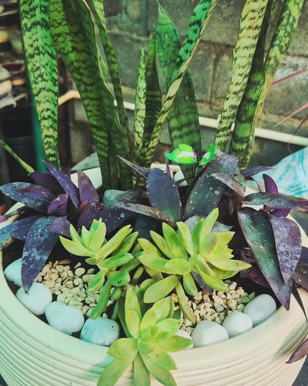 This combination planter is a great example of mixing textures and colors. We paired the tall, architectural leaves of a snake plant with the deep purple of a purple heart plant and the bright green of sedum succulents for a stunning, low-maintenance arrangement.