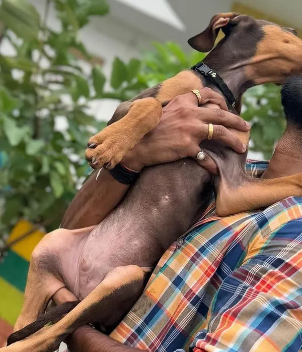 This is what it's all about. We build a bond of trust and love with every dog that comes through our doors. This little Doberman pup felt right at home, giving us happy kisses after his session.