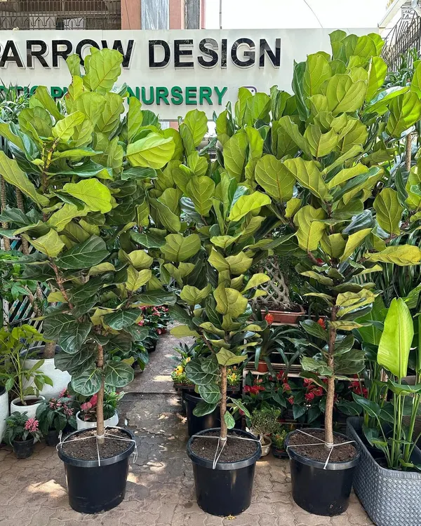 The Ficus Lyrata, or Fiddle Leaf Fig, is a design classic for a reason. I stock healthy, full specimens with large, violin-shaped leaves that make them a favorite for stylish interiors.