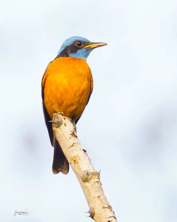 A stunning male Blue-capped Rock-Thrush in its breeding plumage. The contrast of its sky-blue cap and vibrant orange underbelly makes this a striking fine art print.