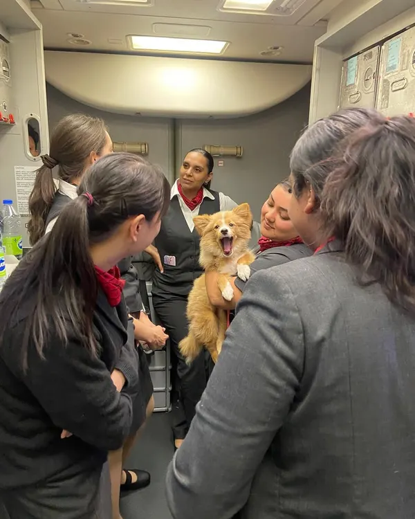 Teddy's happy yawn while being cuddled by the flight crew shows just how relaxed a pet can be during travel. Our goal is to make the journey a positive experience, and moments like this prove it's possible.