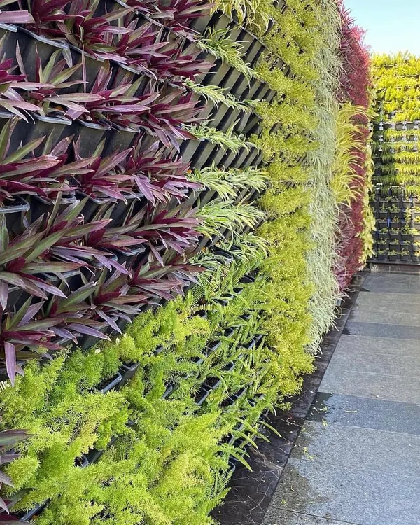 I love creating patterns with different plants. This vertical garden uses colorful Rhoeo plants, lime-green creepers, and Asparagus ferns to create vibrant, diagonal stripes of color and texture.