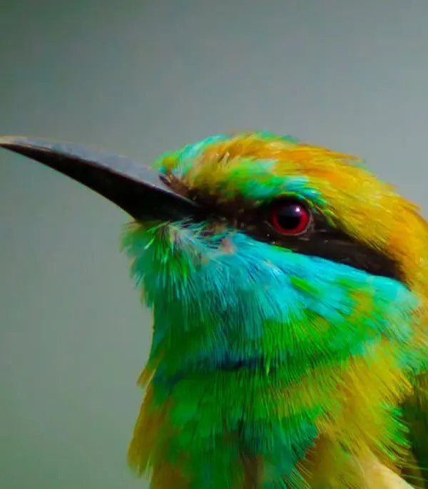 A stunning close-up of a Green Bee-Eater, showcasing its vibrant iridescent plumage and striking red eye. This macro-level detail is perfect for high-quality print and digital use.