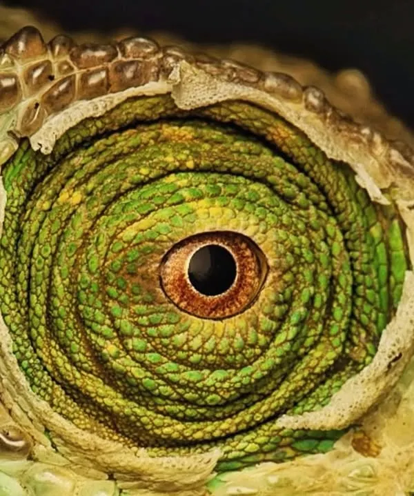 A macro shot of the eye of a Malagasy giant chameleon. The incredible spiral texture and detail show a world within a world, highlighting the beauty that can be found when you look closely.