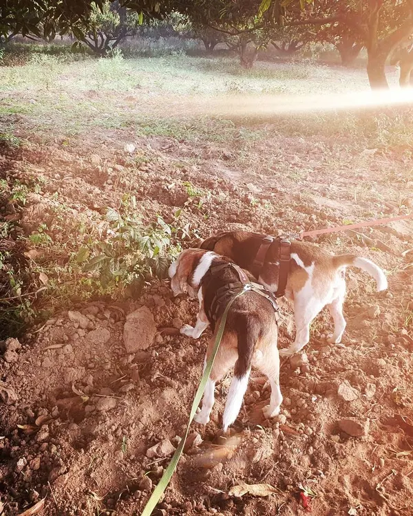 For these two rescued beagles, sniffing is everything. After a life in a lab, exploring the world through their noses helps them process their environment and heal from past trauma. I advocate for 'sniffaris' where the dog leads the way, enriching their minds and building confidence.