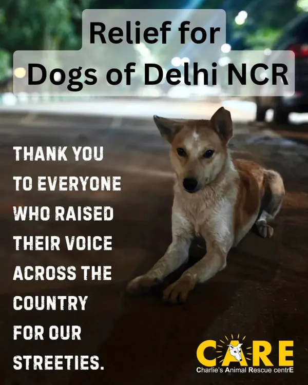 We raised our voices for the streeties of Delhi NCR, and the Supreme Court listened. This image marks a victory in our advocacy efforts, leading to a pan India policy on the humane treatment of stray dogs, including vaccination and feeding spaces.