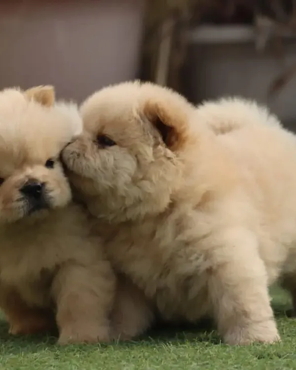 A tender moment between two of my Chow Chow puppies. They are incredibly fluffy and have the teddy bear look that the breed is famous for.