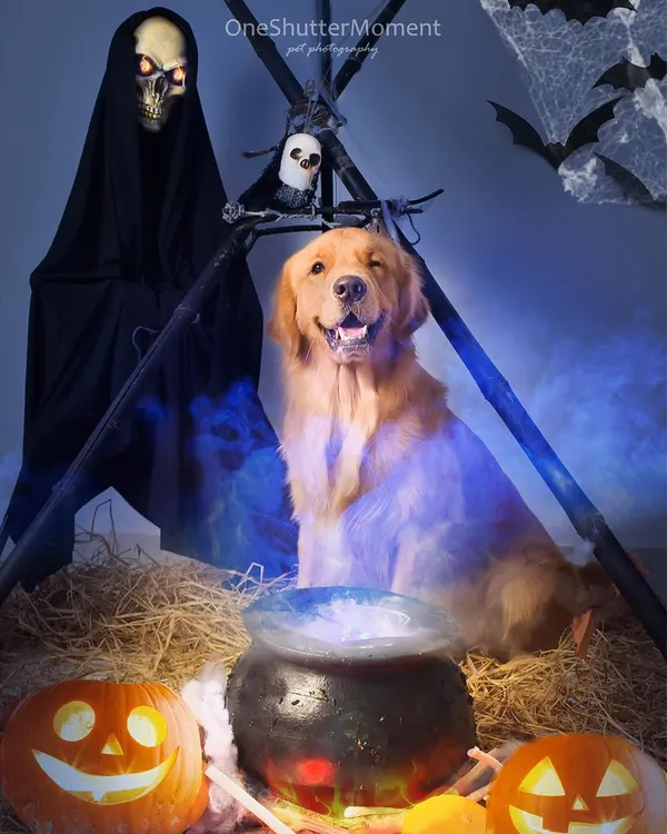 My Halloween sets are all about real props and spooky vibes, no fake filters here! This happy golden retriever, Monk, is enjoying the eerie atmosphere with a smoking cauldron and jack-o'-lanterns.