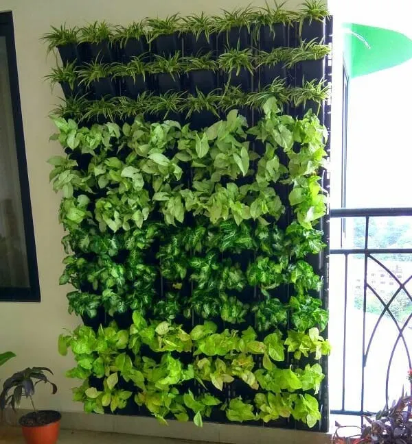A perfect solution for a narrow balcony. We installed this dense vertical garden to create a private green oasis. The design uses a mix of spider plants and money plants for a multi-tonal effect that thrives in a semi-shaded environment.