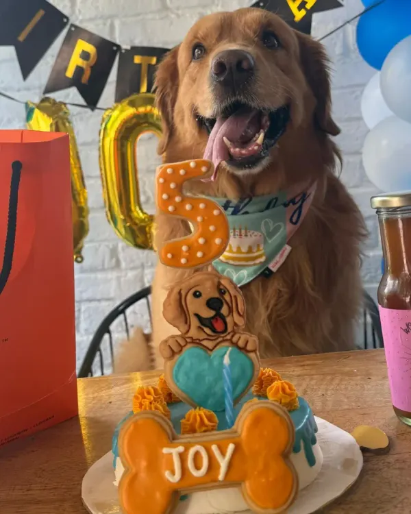 Our loyal customer Joy, a beautiful Golden Retriever, celebrating his 5th birthday. It warms our hearts to be a part of his special day, year after year.