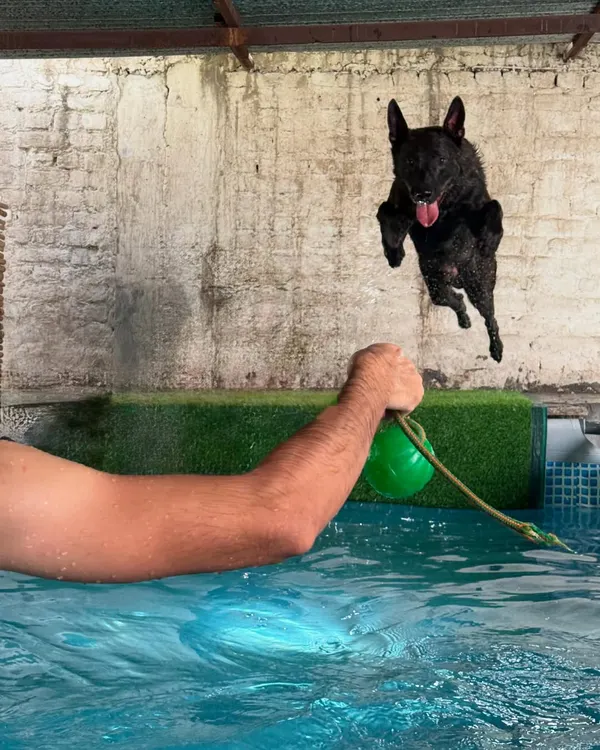 This is Solan, our Dutch Shepherd, embodying the drive and athleticism we breed for. He is a direct descendant of my legendary Xena, carrying on her legacy with every powerful leap. This is what a true canine athlete looks like.