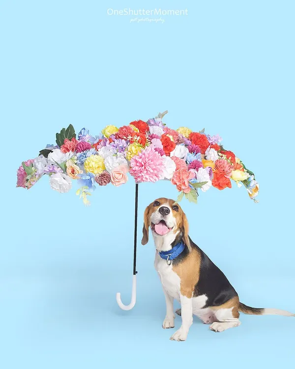 Who needs rain when you have a beautiful floral umbrella? I created this whimsical indoor set to bring a touch of spring magic, and this adorable beagle posed perfectly under her colorful shelter.