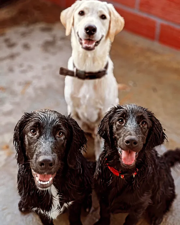 After a fun play session, these three are all smiles. A happy, tired dog is the goal of our daycare and boarding service. This trio includes a lovely Labrador and two adorable black Indie pups.