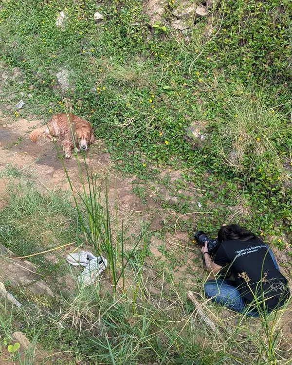 This is where the magic begins. Our photographer gets down to the pet's level, camera ready, to capture the perfect shot of Whiskey the senior dog. We go wherever the story takes us, even if it is down a grassy hill.