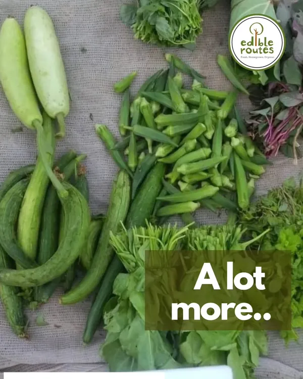 A typical harvest day includes a mix of seasonal favourites. Here you can see freshly picked lauki (bottle gourd), bhindi (okra), and tori (ridge gourd) ready to be packed for our weekly baskets.
