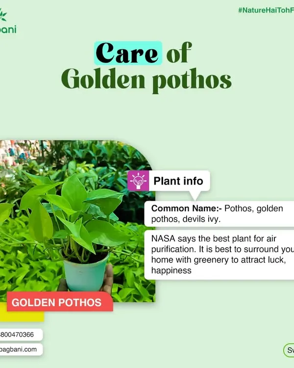 Plant info for Golden Pothos, also known as Devil's Ivy. We share key facts, including its NASA-approved air-purifying qualities.