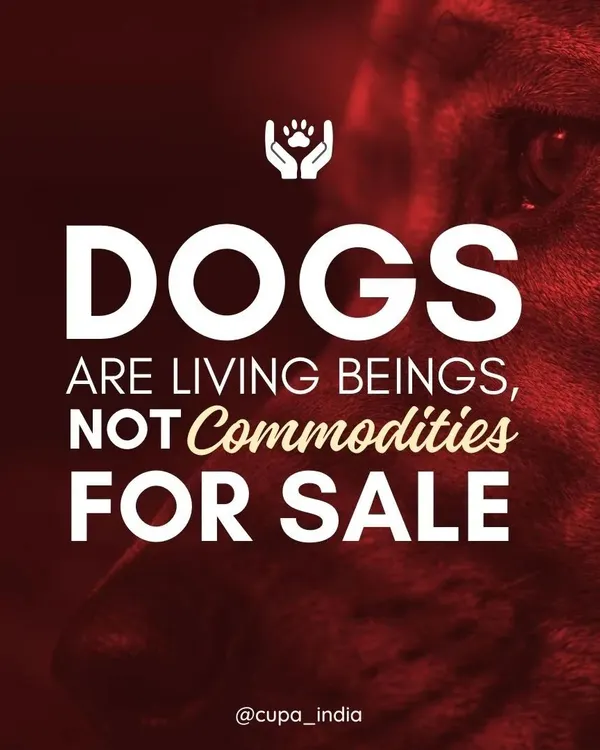 Dogs are living, feeling beings, not commodities for sale. The commercial breeding industry often prioritizes profit over welfare, leading to immense suffering. We urge you to adopt, not shop.